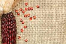 Decorative Indian Red Corn On Burlap Fabric Background. 