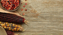 Decorative Indian Corn With Husks. Multi Colored Flint Corn On Wooden Background With Copy Space.