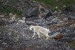 One Mountain Goats go to Mt.Baker 