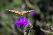 Closeup of a Dark green fritillary on a thistle in a field under the sunlight