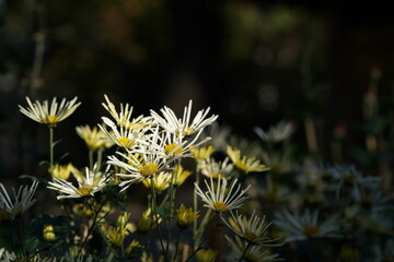 Wall Mural - White flowers of Chrysanthemum 'Higo Giku' in full bloom
