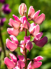 A Pink Lupin Inflorescence In The Park