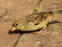 Female House Sparrow Bird Eating  Bread Crumbs On A Deck