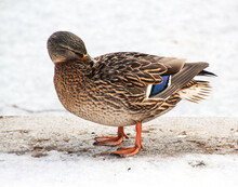 Female Wild Duck Standing In The Snow And Cleans Its Feathers In The Park