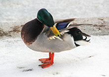 Male Wild Duck Standing In The Snow And Cleans Its Feathers In The Park