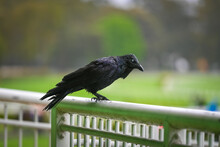 Black Crow Sitting On A Fence