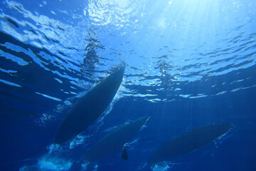 Wall Mural - 3 people paddling SUP stand up paddle boards viewed from underwater in clear blue water.