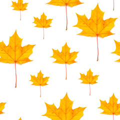 Wall Mural - Autumn pattern for design. Maple autumn leaves. Seamless pattern yellow maple leaf autumn isolation white background.