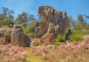 Sticker - Flowers in John Forrest National Park