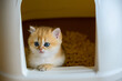 Kittens are playing in the cat toilet, playing naughty in the cat litter box, learning to pee and poop. The golden-haired British Shorthair cat is cute. clinging to the edge of the box and looking out