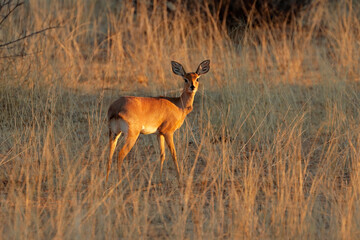 Poster - Female steenbok antelope (Raphicerus campestris) in natural habitat, South Africa.