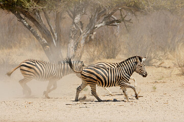 Sticker - Alert plains zebras (Equus burchelli) running on dusty plains, South Africa.