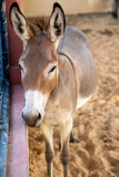 Fototapeta Zwierzęta - Donkey (mule) stands next to fence in a zoo close up (portrait view)