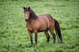 Fototapeta Konie - Single icelandic horse