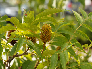 Canvas Print - Platycarya strobilaceae, arbre fruitier, rameaux jaune-brun au feuillage à folioles ovales, bords denté, bourgeons pointus et écailleux