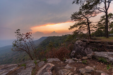 Wall Mural - the view on phu kradueng mountain, loei province, the view of the tall pine trees beautiful winter s