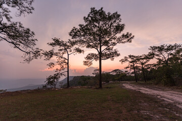 Wall Mural - the view on phu kradueng mountain, loei province, the view of the tall pine trees beautiful winter s