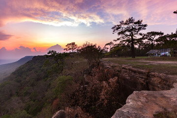 Wall Mural - the view on phu kradueng mountain, loei province, the view of the tall pine trees beautiful winter s
