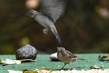 Canvas Print - Spatz Sperling im Flug