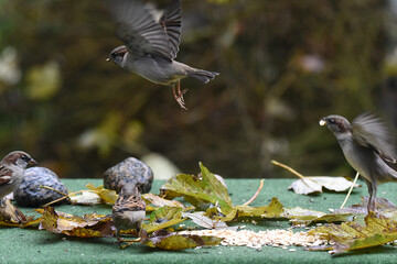 Canvas Print - Spatz Sperling im Flug