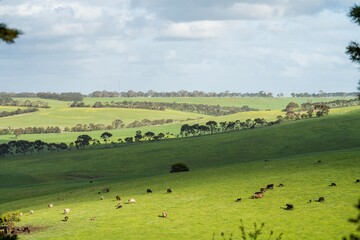 Wall Mural - organic, regenerative, sustainable agriculture farm producing stud wagyu beef cows. cattle grazing in a paddock. cow in a field on a ranch
