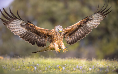 Canvas Print - Flying red kite against blue sky