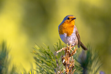 Canvas Print - Red Robin bird in ecological garden