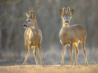 Canvas Print - Two Roe deer on clearing