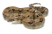 Boa Constrictor Imperator On A White Background