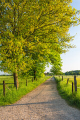 Wall Mural - Field Lane In Spring Near Aachen, Germany