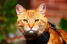 Portrait Of A Ginger Tom Cat Wearing A Harness And Lead On A Sunny Day