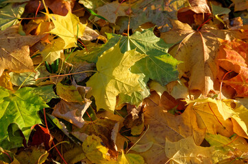 fallen yellow orange and red autumn leaves