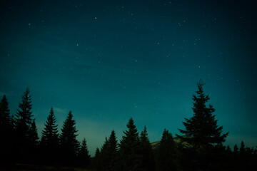 Wall Mural - night forest with pine trees, dark night sky and many stars. night forest landscape