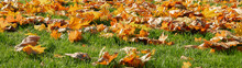 Green Grass In Red, Yellow And Orange Fallen Maple Leaves. Beautiful Lawn After The Last Autumn Mow Before Winter. Territory Care, Fertilization And Plant Feeding. Beautiful Seasonal Banner. Close-up