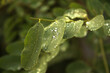 Liście akacji w czasie deszczu z kroplami wody