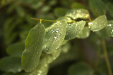 Fototapeta  - Liście akacji w czasie deszczu z kroplami wody