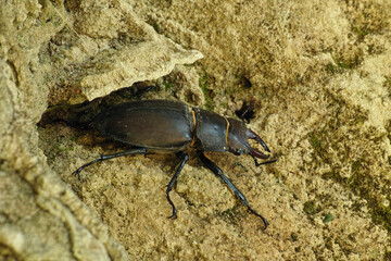 Wall Mural - stag beetle, female