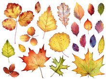 Set Of Watercolor Autumn Dry Leaves
