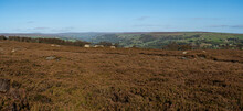 Heather Moorland And View Looking Over Nidderdale