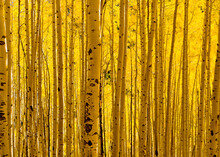 Nothing But Gold Forest - Golden Aspen Leaves Light Up And Cast Gold Hue Onto Tree Trunks In White River National Forest, Colorado