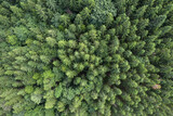 Fototapeta Las - Top view of centuries old Carpathian forest trees, Drone photography. aerial view. 