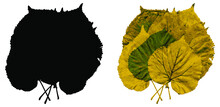 Linden Leaves Are Folded In A Fan. A Bouquet Of Autumn Yellow And Green Leaves, As Well As A Black Silhouette, Isolated On A White Background. Vector. Illustration.
