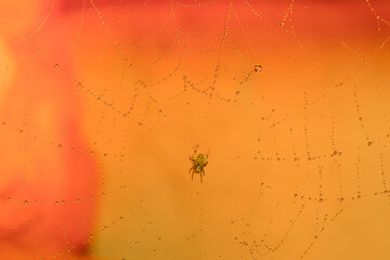 Spiders make webs. Wet spider web, with small spider on color background