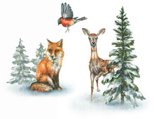 Watercolor Fox, Bullfinch And Deer Illustration. Winter Forest Background With Pine And Fir Trees, Snowy Trees. Hand-painted Christmas Design Template With Evergreen Forests And Wild Animals.