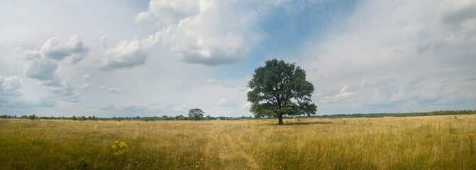 Sticker - a green summer field