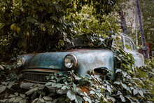 Old Rusty Blue Car Overgrown With Green Plants