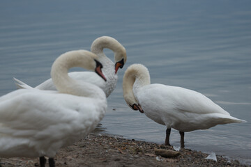 Wall Mural - swans on the lake