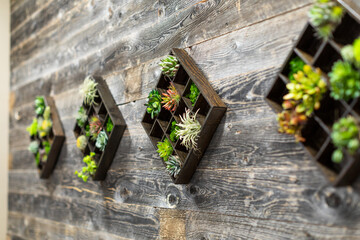 Rustic Wood Wall With Succulents