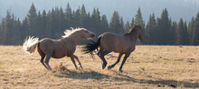 Wild Horse Stallions Running While Fighting In The Mountains In The Western United States