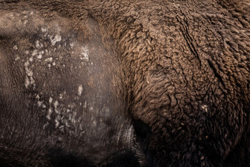 Canvas Print - Side of Bison